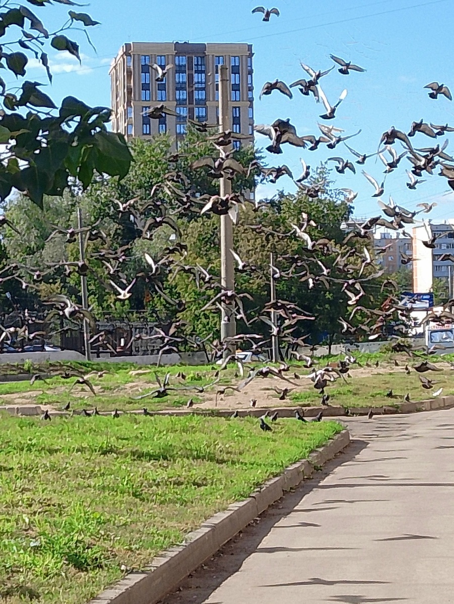 Стая голубей около продуктовых магазинов. Фото автора.