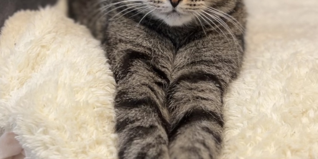 Котики стали дольше жить.