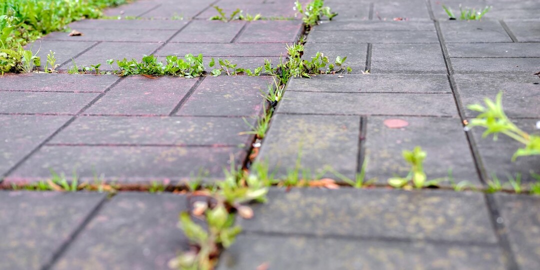 Секрет чистых дорожек: как избавиться от травы между плиток за один день
