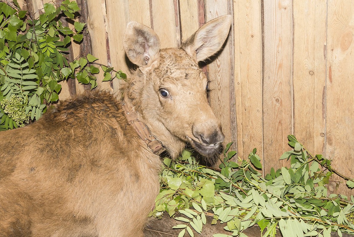 Лосёнок на лосеферме Печоро-Илычского заповедника