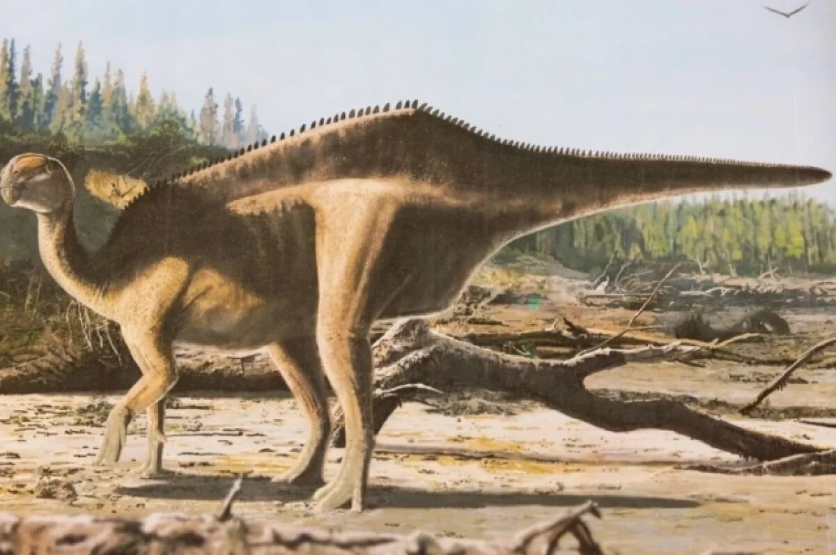    Sky News: ученые обнаружили новый вид динозавров с «парусом» на спине