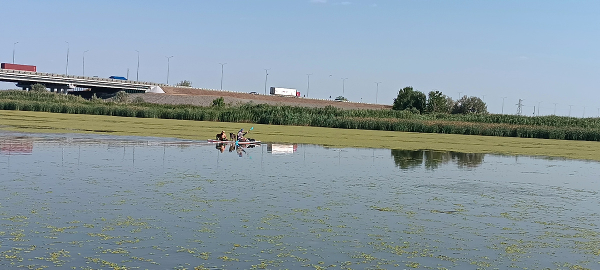 Двое на сапе и с собаками