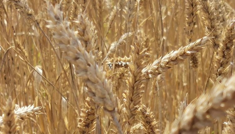    Фото: Лукьянов Дмитрий, AgroXXI.ru