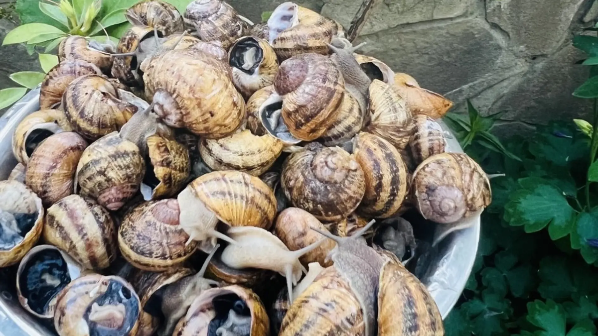 Улитки. Фото: Нечаева Е.Д. ИНН 370208167202