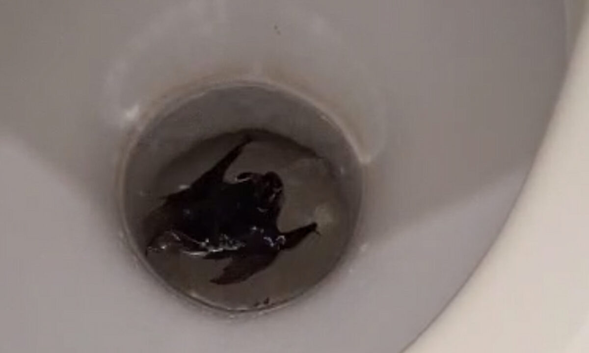    Фото t.me/alekseioderov