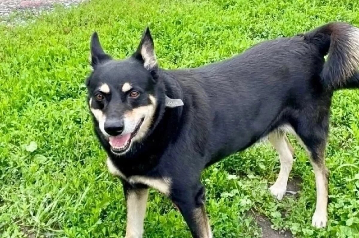    Под Новосибирском ищут дом псу, оставшемуся одному после смерти хозяина