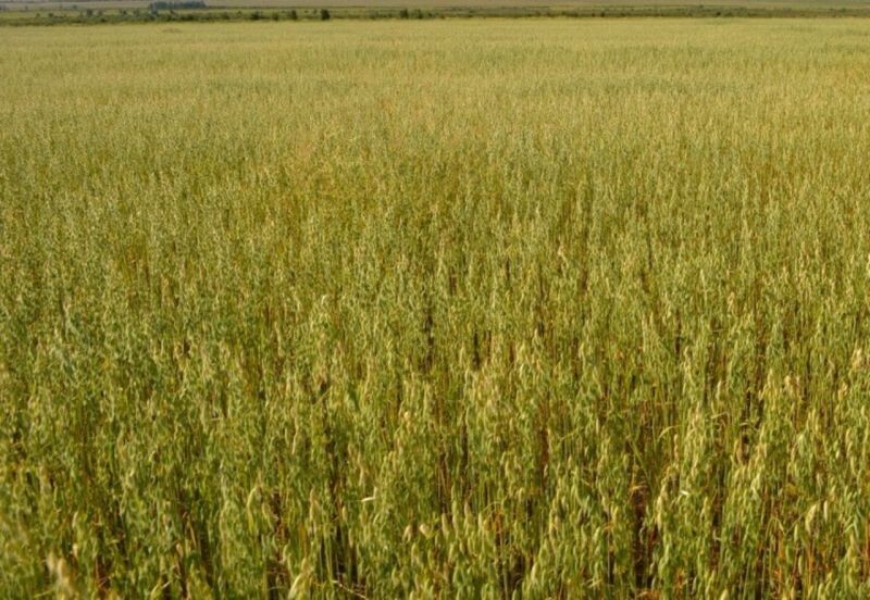    Фото сайта Минсельхоза России admin