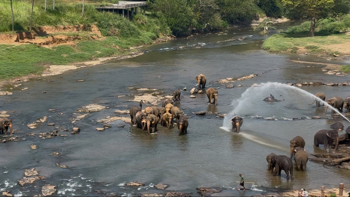 Купание слонов