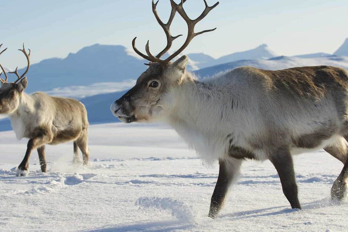 Численность арктических оленей может сократиться на 80% к 2100 году, предупреждает исследование