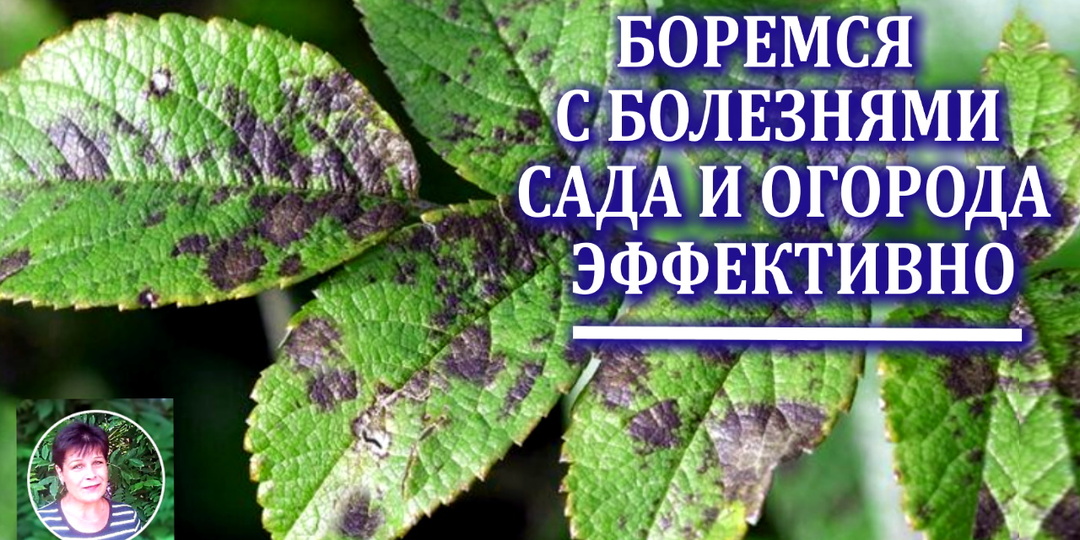 Этот прием позволит максимально снизить количество грибковых заболеваний в саду и на огороде
