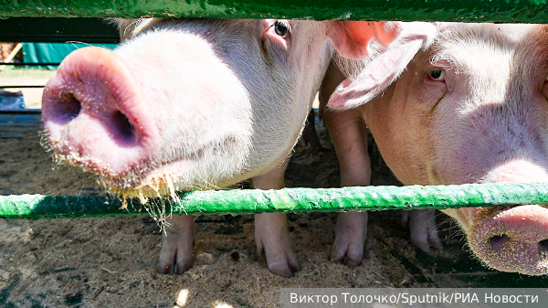     Фото: Виктор Толочко/Sputnik/РИА Новости   
 Текст: Ольга Самофалова