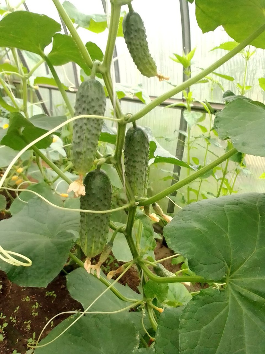 Фото автора. Огурцы Гирлянда