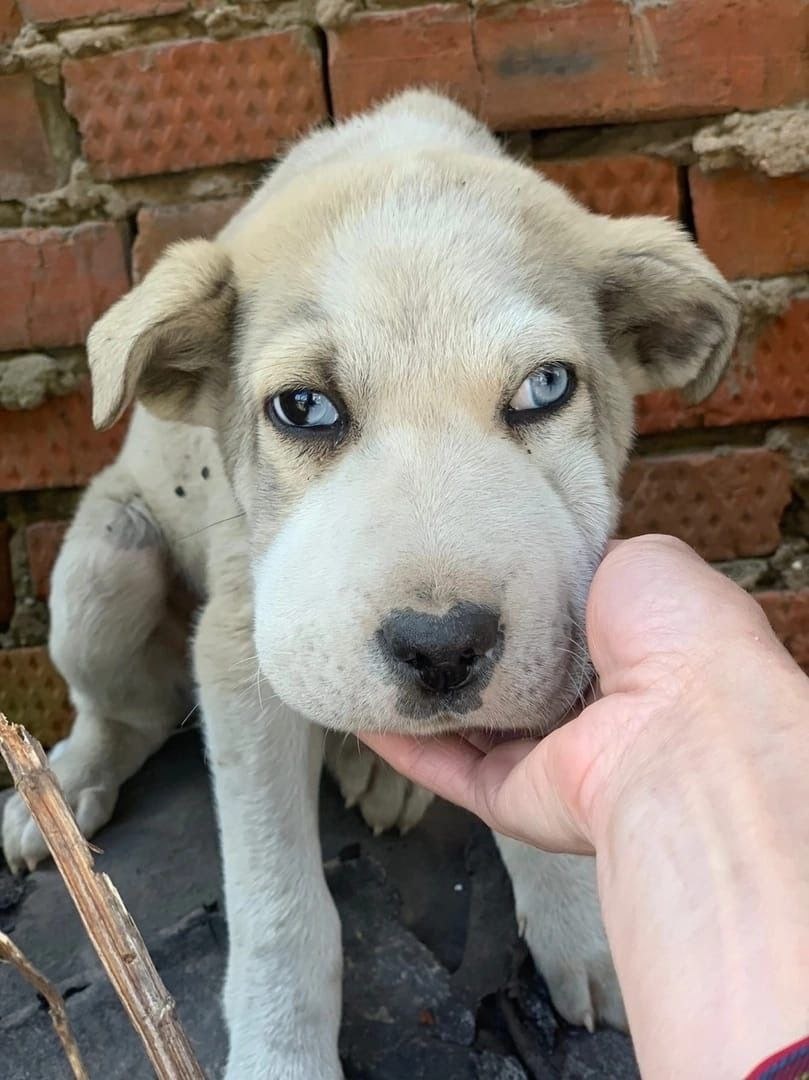 Суровый Эдди