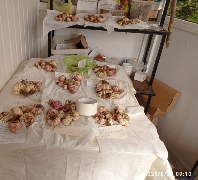 небольшаая часть урожая