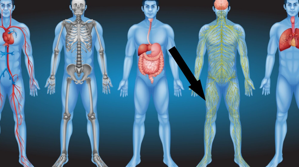    Почему наше тело ломает мозг: неочевидные ошибки эволюции внутри нас