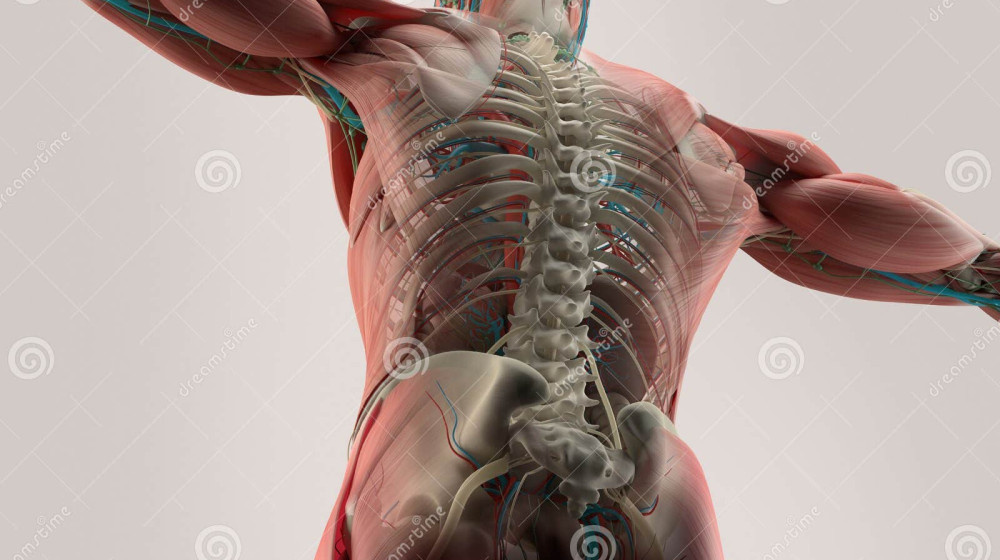    Почему наше тело ломает мозг: неочевидные ошибки эволюции внутри нас