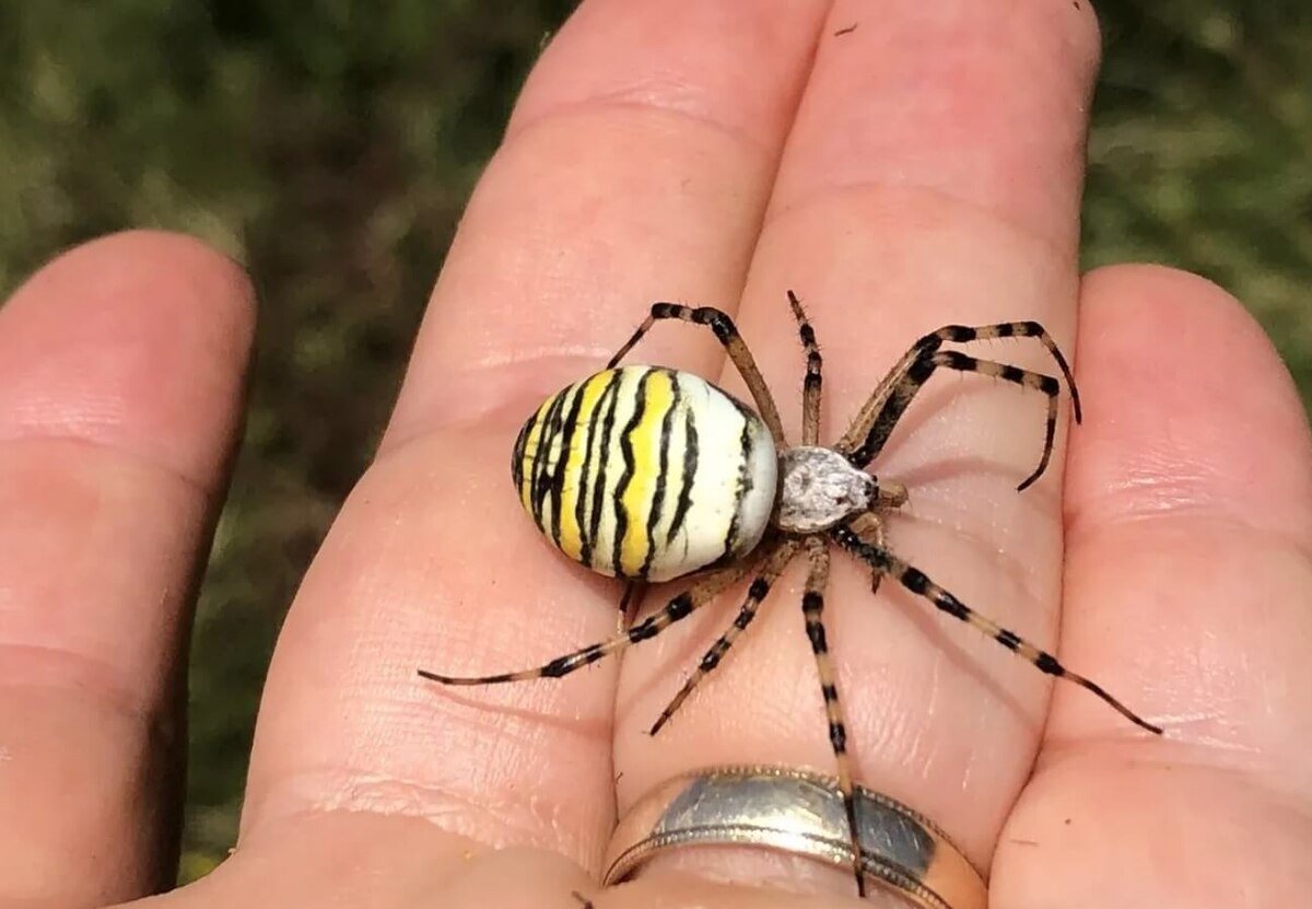    Почти на каждой фотографии паука-осы запечатлена самка. Источник изображения: yaplakal.com