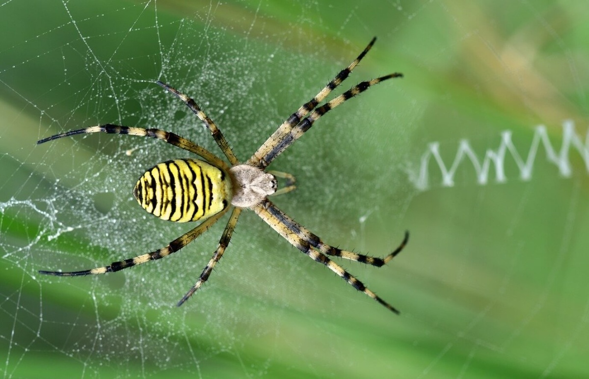    В Москве с каждым годом становится теплее, поэтому южные пауки чувствуют себя в столице хорошо. Источник фотографии: gorzavod.ru