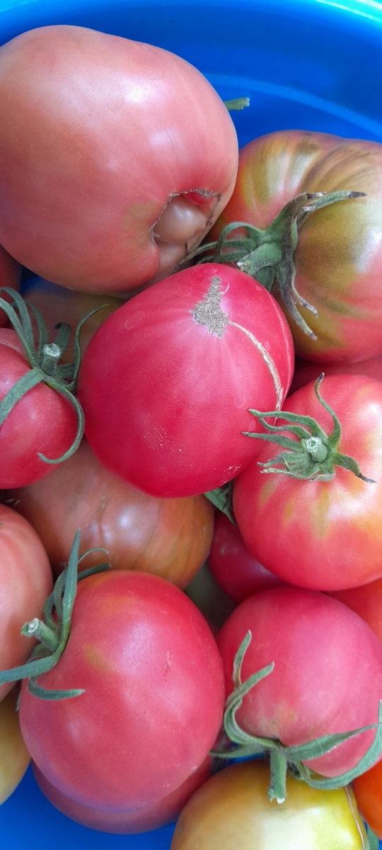 Моя помидора