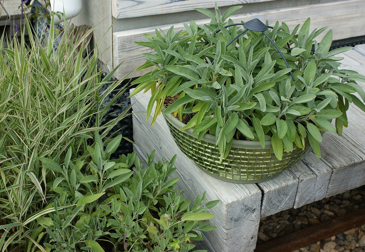 Здесь они уже оправились после полива (зрелище было удручающее), но почистить от пожелтевших листьев всё же надо.