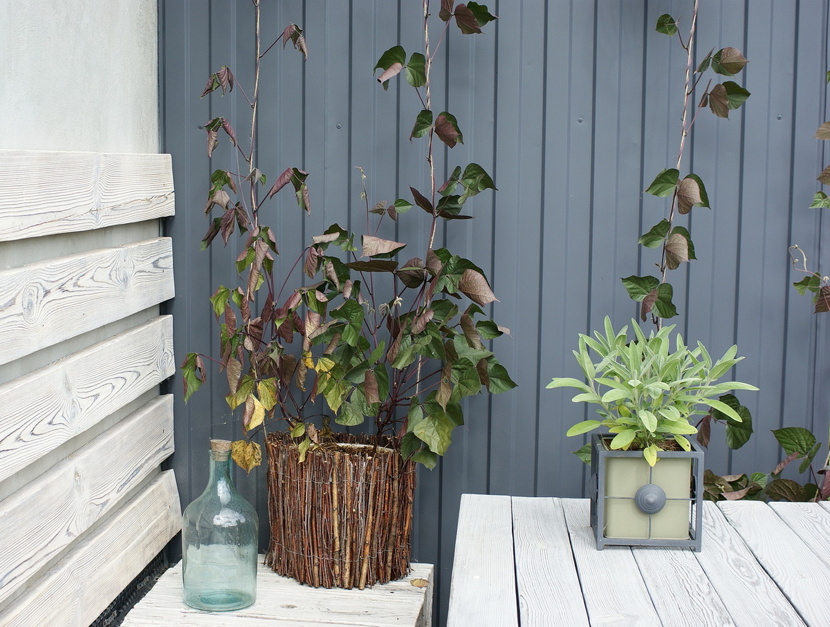 Кстати, долихос, что под столом, выглядит намного лучше, пожелтевших листьев нет. Всё же притенение играет важную роль. 