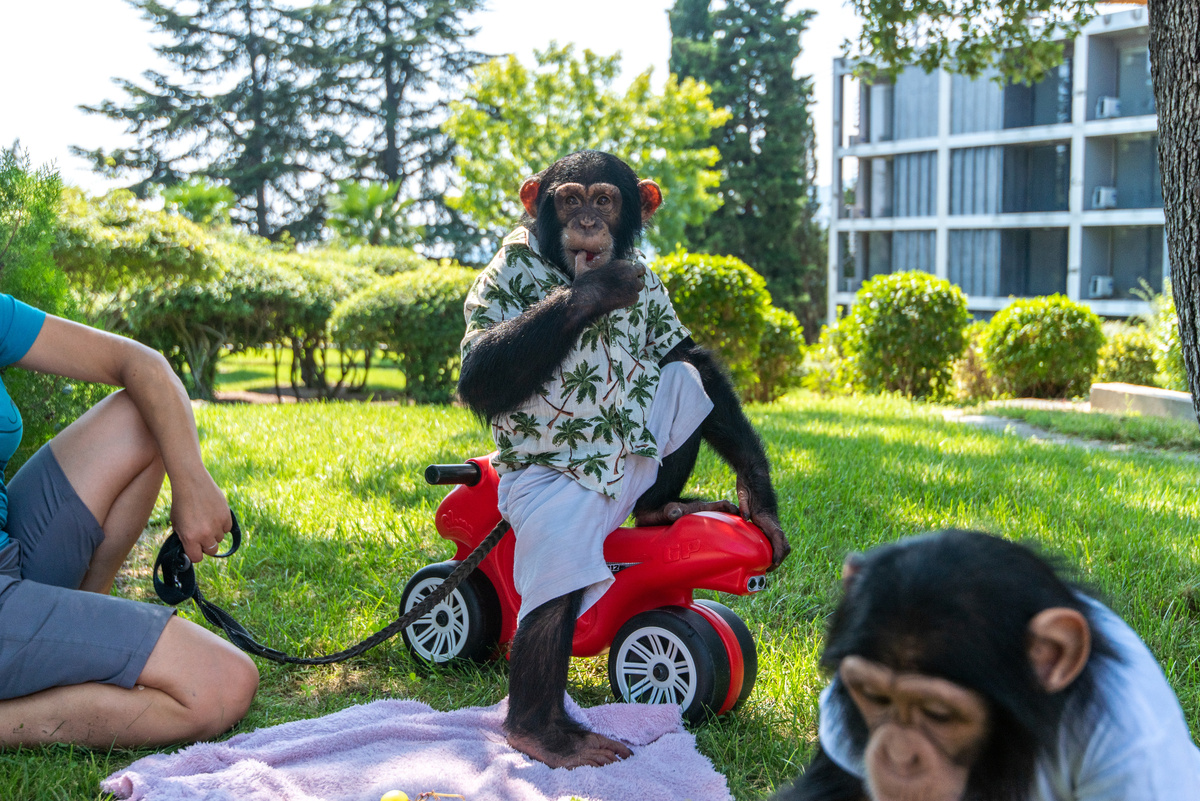 Шимпанзе Оскар // Фото предоставлено отелем Yalta Intourist