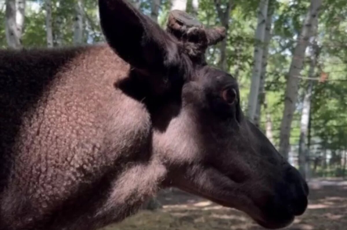    В Хабаровске появился северный олень Морсик, который любит позировать