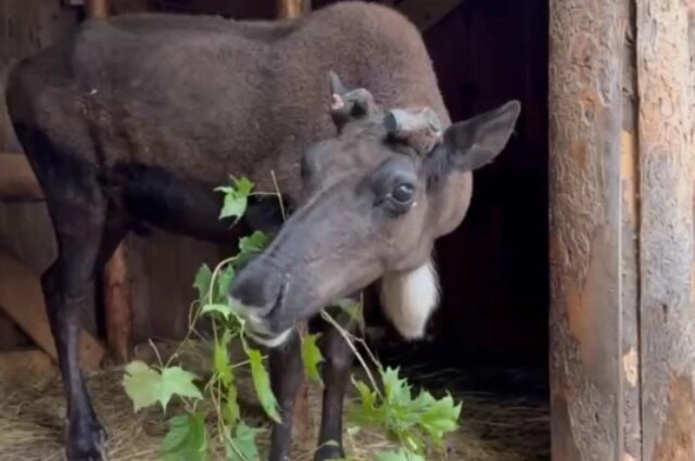    Северный олень Морсик. Фото: Telegram-канал «Зоосад "Приамурский"»