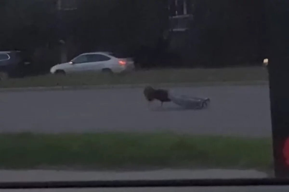    В Магнитогорске школьница отжималась на проезжей части ради лайков