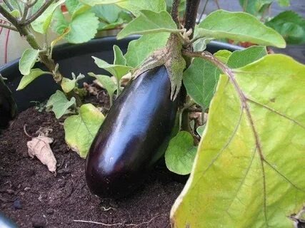 Почему баклажаны начинают сохнуть до созревания?