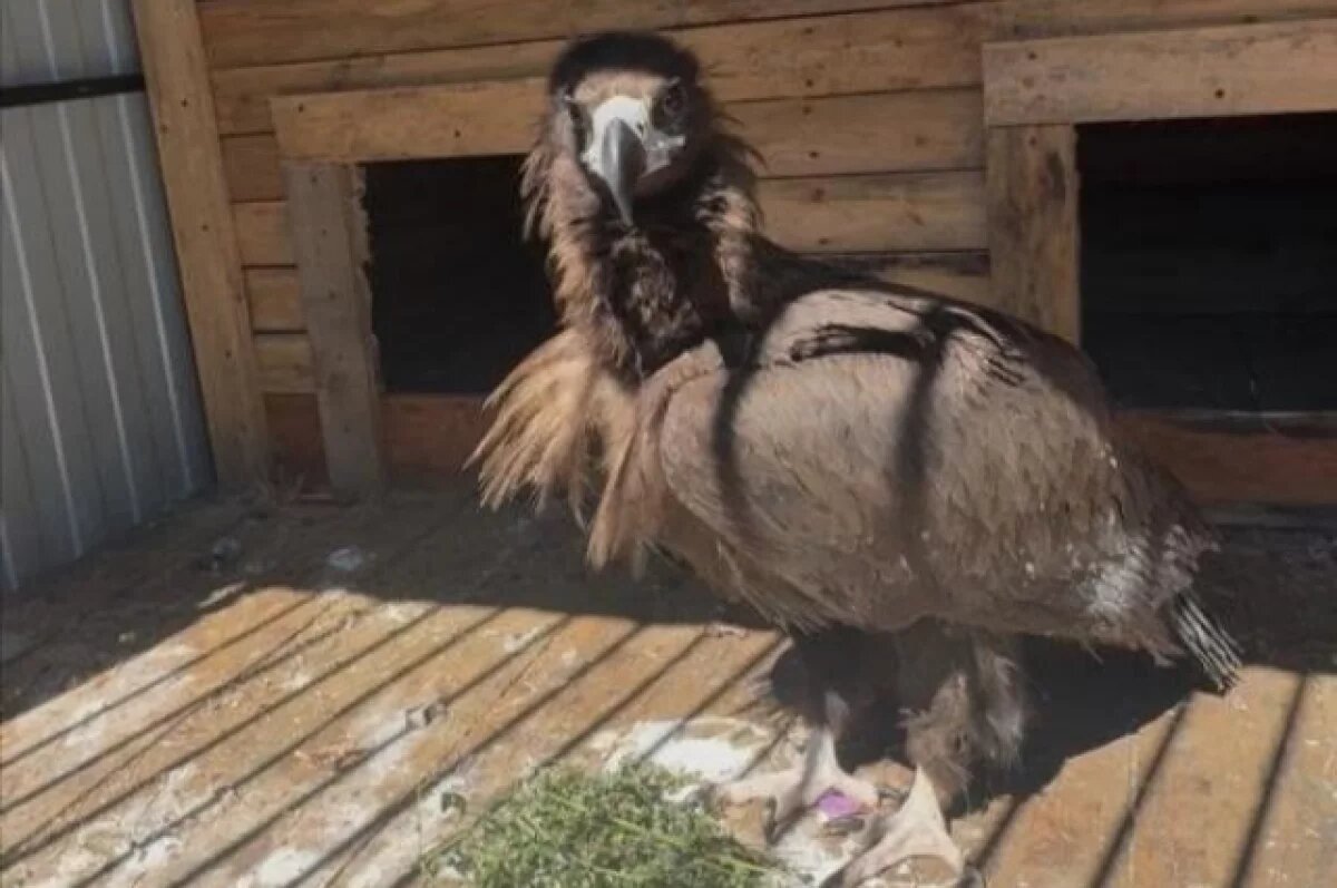    Прокуратуру в Хабаровском крае заинтересовало появление грифа в приюте