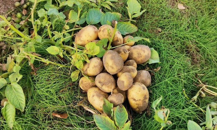    Фото: Лукьянов Дмитрий, AgroXXI.ru