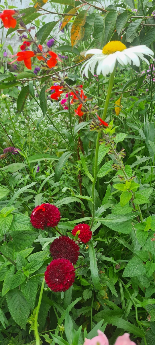 Садовый беспредел.