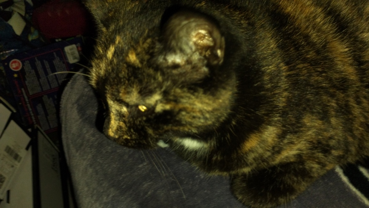 Главный дегустатор 