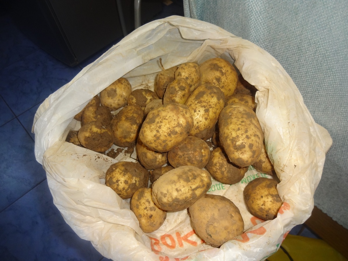 Не поврежденный жуками картофель