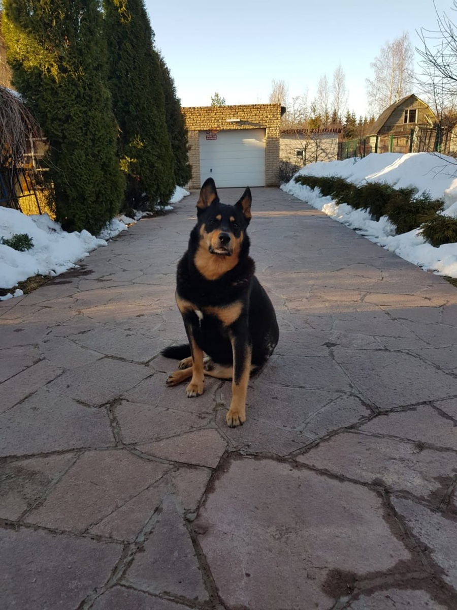 Натуральный лемезит одобрен хвостатыми друзьями :)