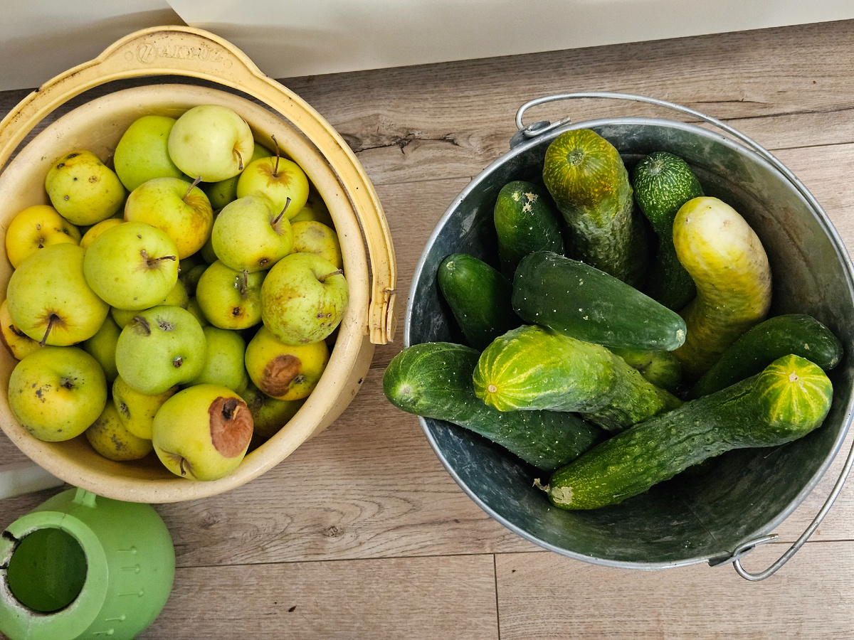 Ведро падалицы