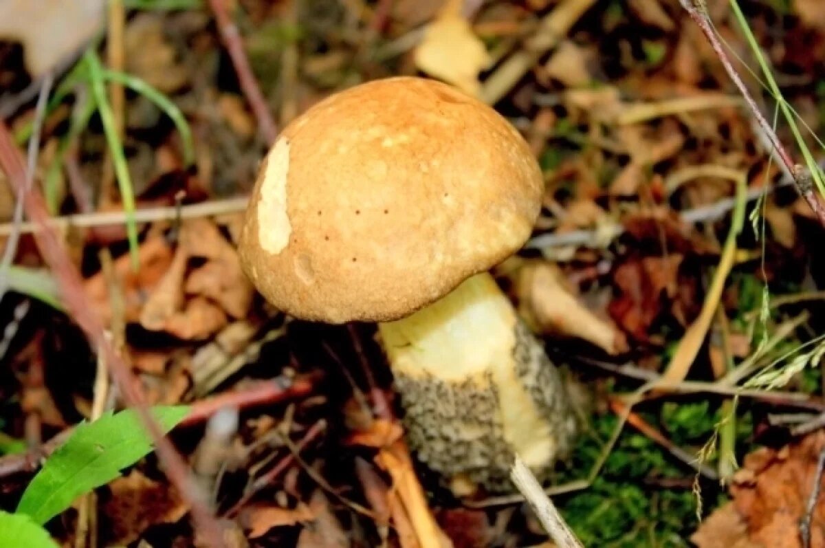    В Тульскую область пришла метеорологическая осень