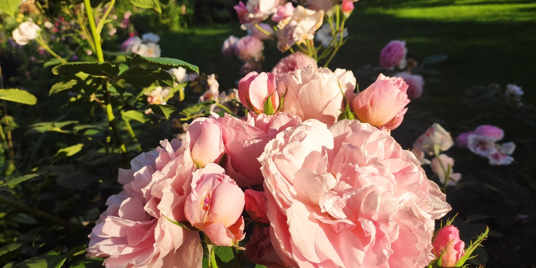 🍂🌷Осенняя посадка роз: раскрываем секреты для шикарного цветения🧡💫