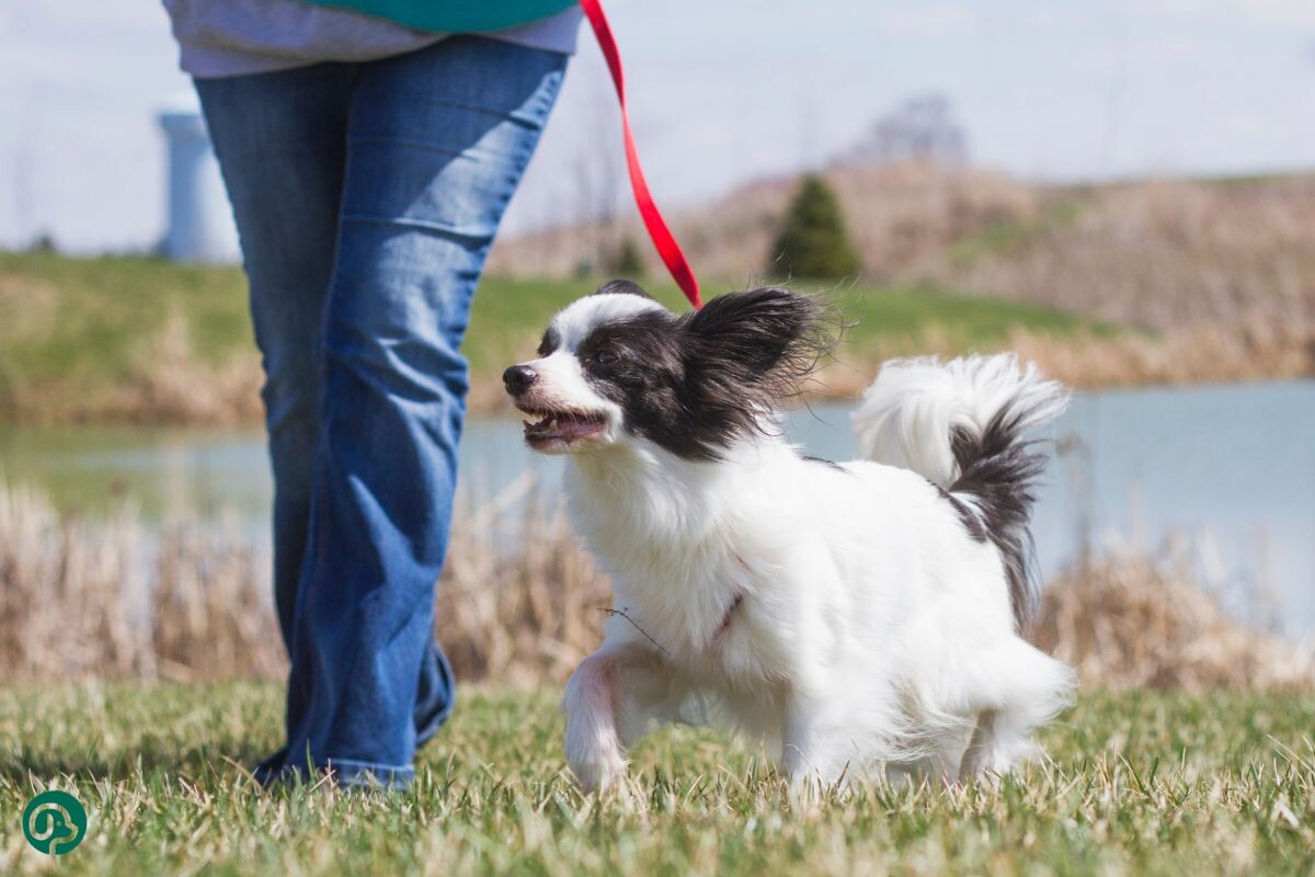 Как долго гулять с собакой