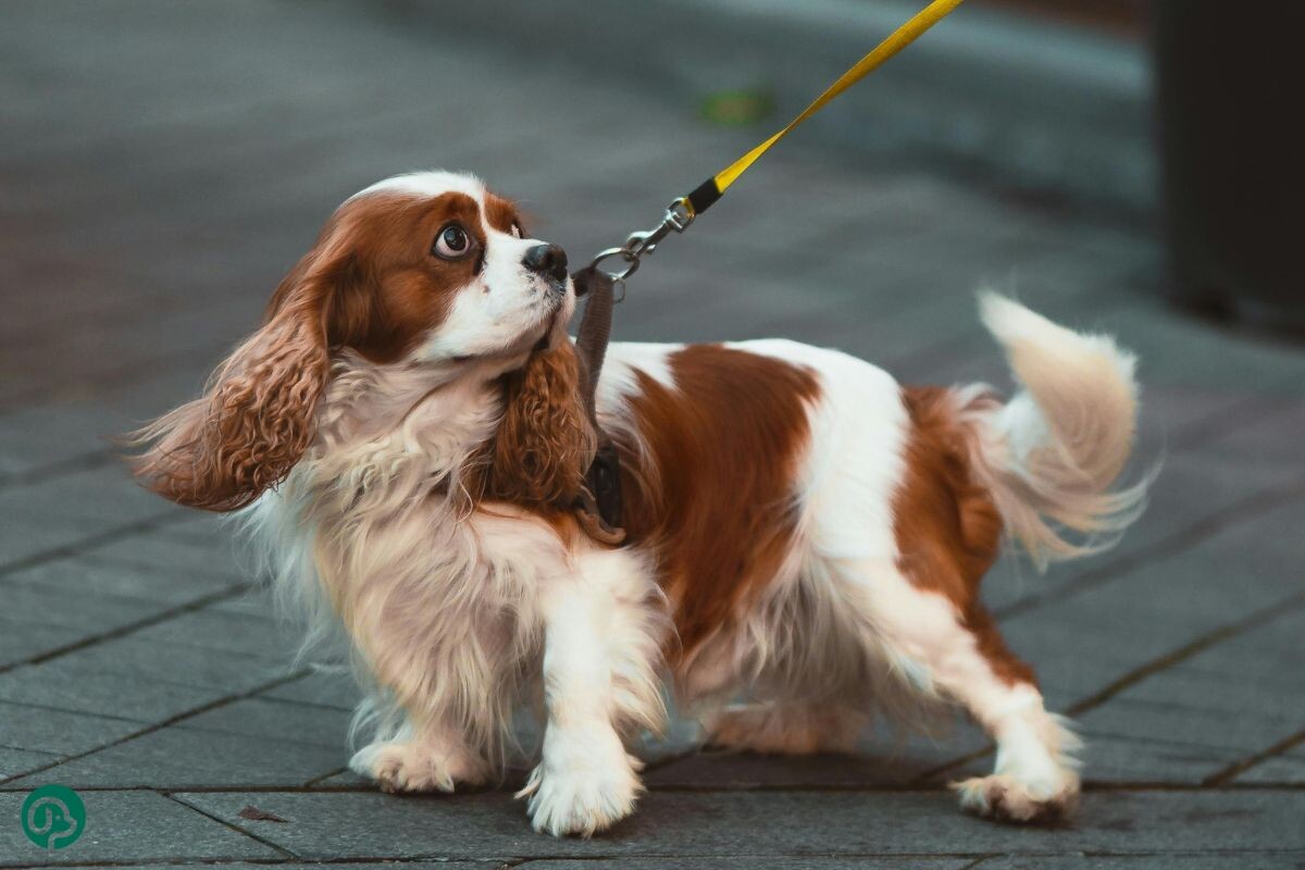 Как понять, что собака нагулялась
