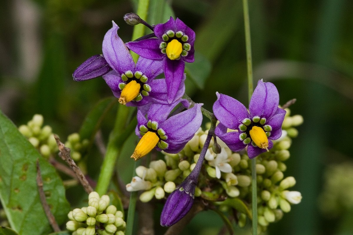 Цветущий паслён сладко-горький (Solanum dulcamara) фото из открытых источников