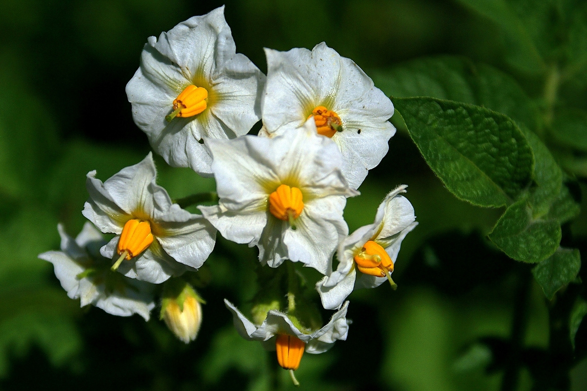 Паслён клубненосный, Solanum tuberosum