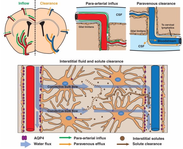     Глимфатические пути Iliff et al. / Science Translation Medicine, 2012