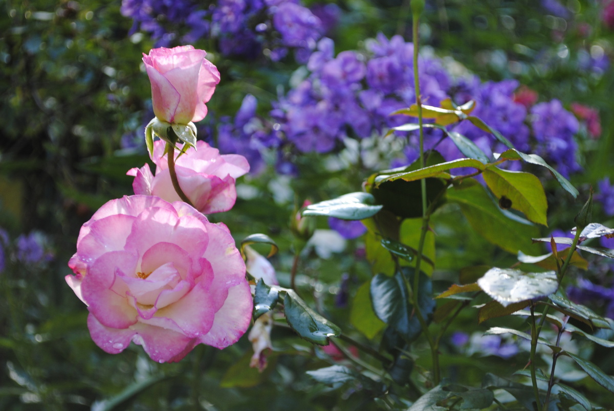 Все фотографии и цветочки мои