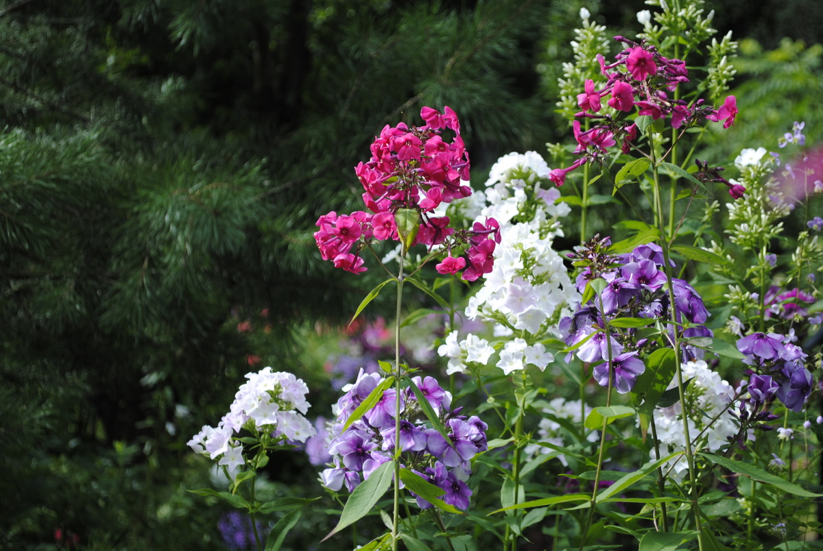 Флокс West был внезапно пересажен к "Алексею Ленскому" на место "Старой дамы"; пока ребята присматриваются друг к другу. С "Дамой" всё хорошо, просто она невысокая и в этом месте терялась; её куст отправился ближе к краю цветника в компанию к "Еве Форстер"