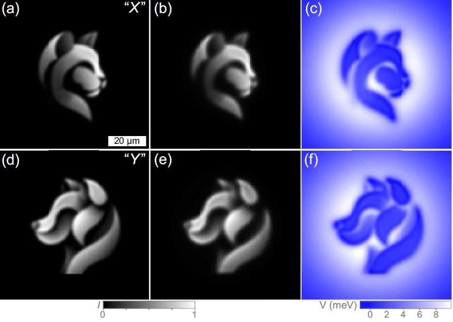   Процесс создания световых узоров методом топологической оптимизации. Верхний ряд показывает формирование полутонового изображения для X-поляризованного света: целевое изображение (a), результат моделирования (b) и рассчитанный энергетический ландшафт (c), где синий цвет соответствует областям с низкой энергией. Нижний ряд демонстрирует аналогичный процесс для Y-поляризации (d, e, f). Различие ландшафтов (c) и (f) подтверждает возможность независимого управления ортогональными поляризациями, превращая устройство в поляризационно-чувствительный проектор / © E. Sedov and A. Kavokin, Physical Review A
