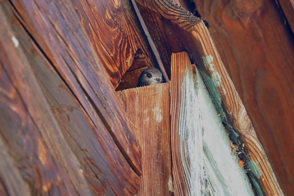 Старший научный сотрудник Волжско-Камского заповедника Максим Егоров запечатлел стрижей во время кормления птенцов. Гнездо обнаружили в старом деревянном доме в поселке рядом с заповедником
фото: Максим Егоров, страница ВК «Волжско-Камский государственный заповедник»