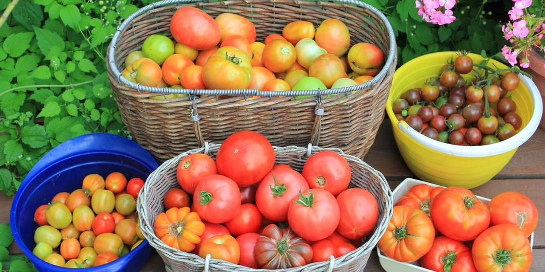 Мясо, а не томаты: в закрутки жалко, разбирает вся родня