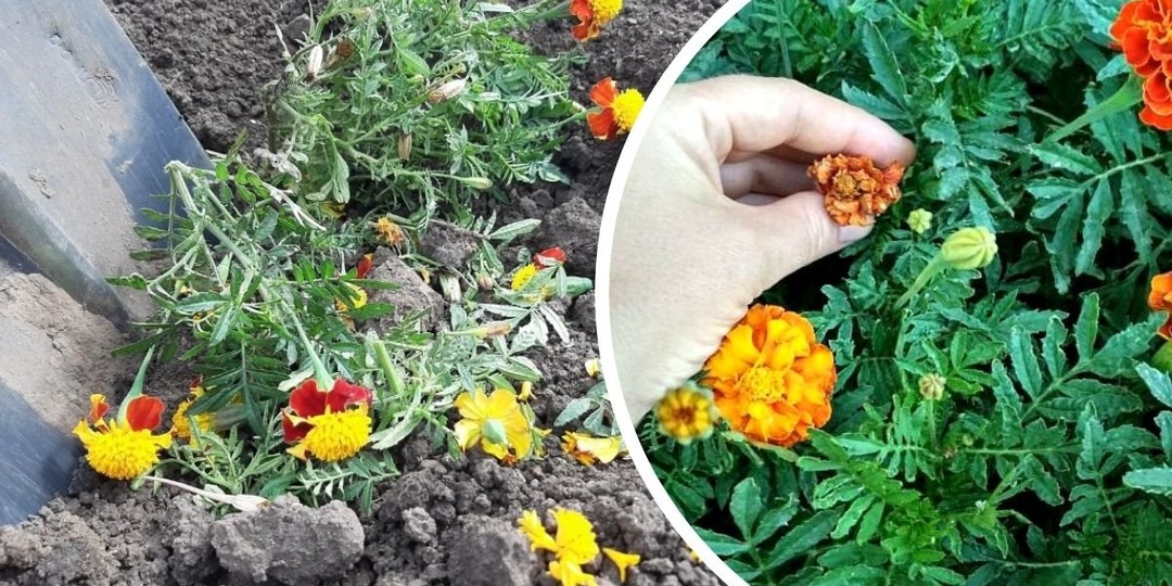 Выбрасываете бархатцы после цветения? Зря! Эти цветы за 2 года восстановили мою землю, убитую химикатами — урожай вырос в 3 раза!
